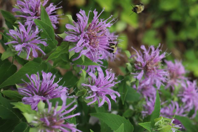 Monarda-fistulosa