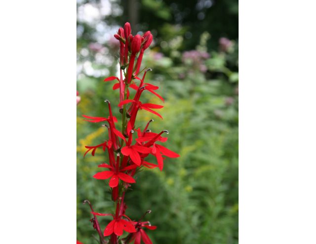 Cardinal Flower