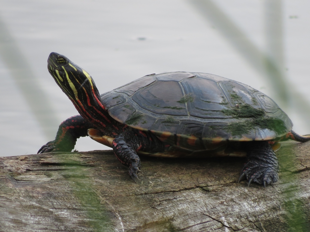 painted turtle