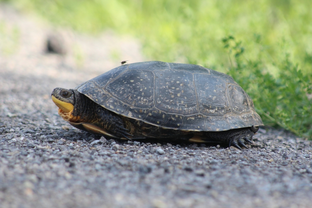 Blanding's Turtle by William Dulac