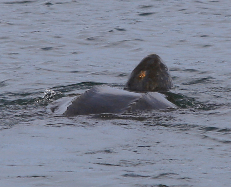 Leatherback Sea Turtle observed near Nova Scotia. Photo from iNaturliast: Allan MacMillan (CC-BY-NC)