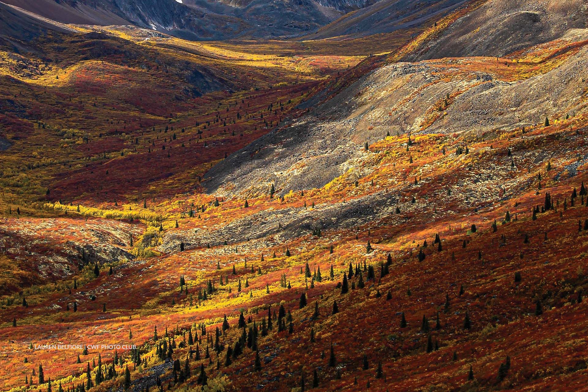 La grande migration des ours polaires avec Arctic Kingdom, image size:1920x1279