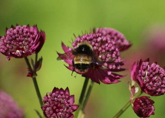 Yellow-banded bumble bee Sean Frey iNaturalist.ca