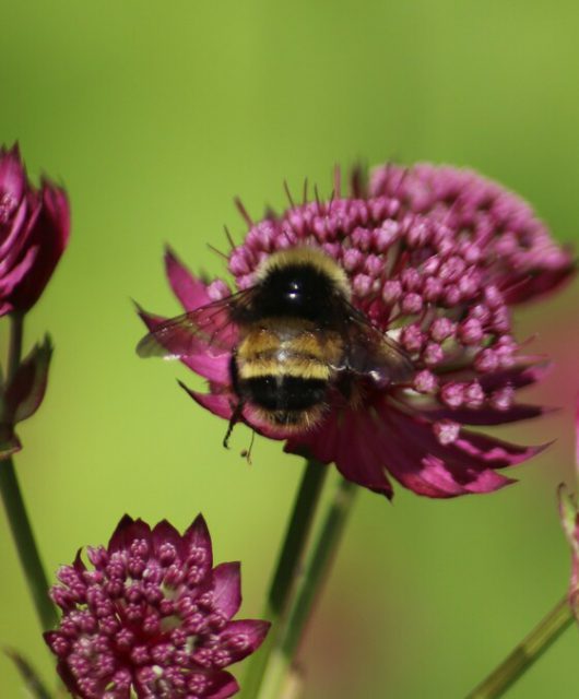 Yellow-banded bumble bee Sean Frey iNaturalist.ca