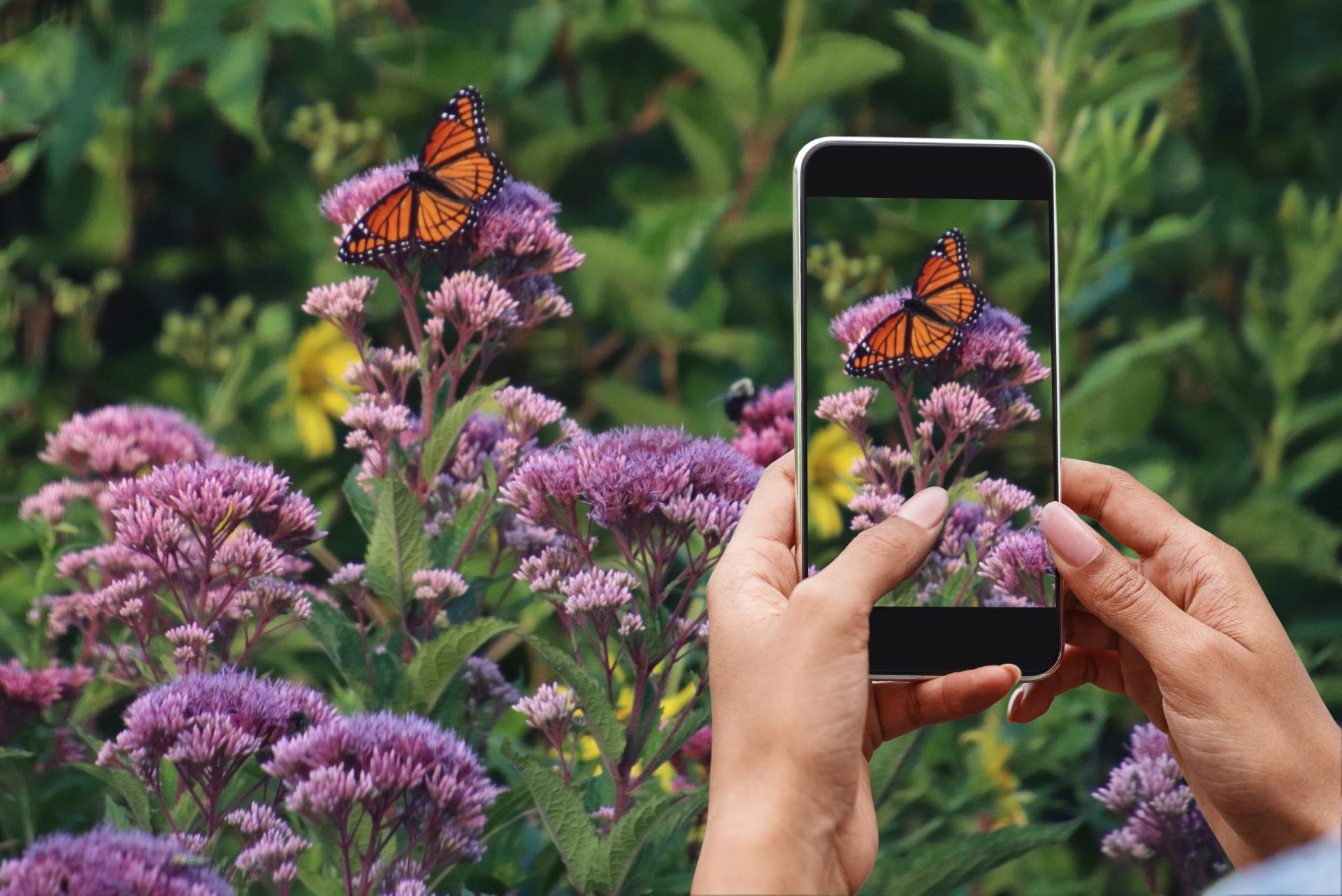 join great canadian bioblitz