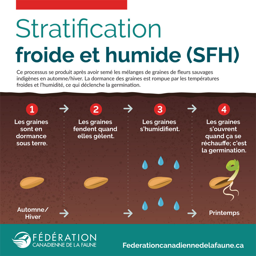 Stratification
froide et humide (SFH)