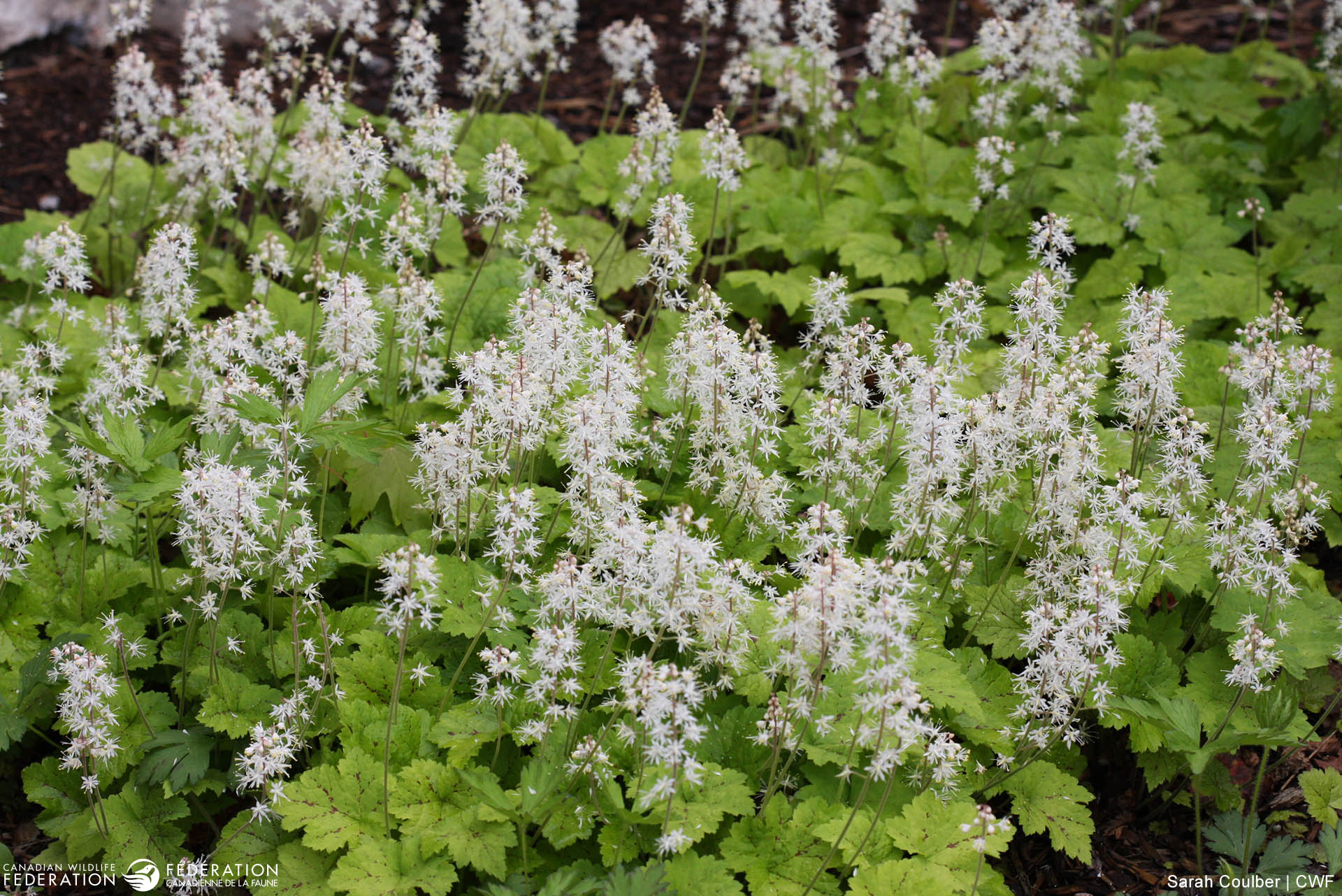 Spring Bloomers Early Spring Bloomers to Grow – Your Connection to Wildlife