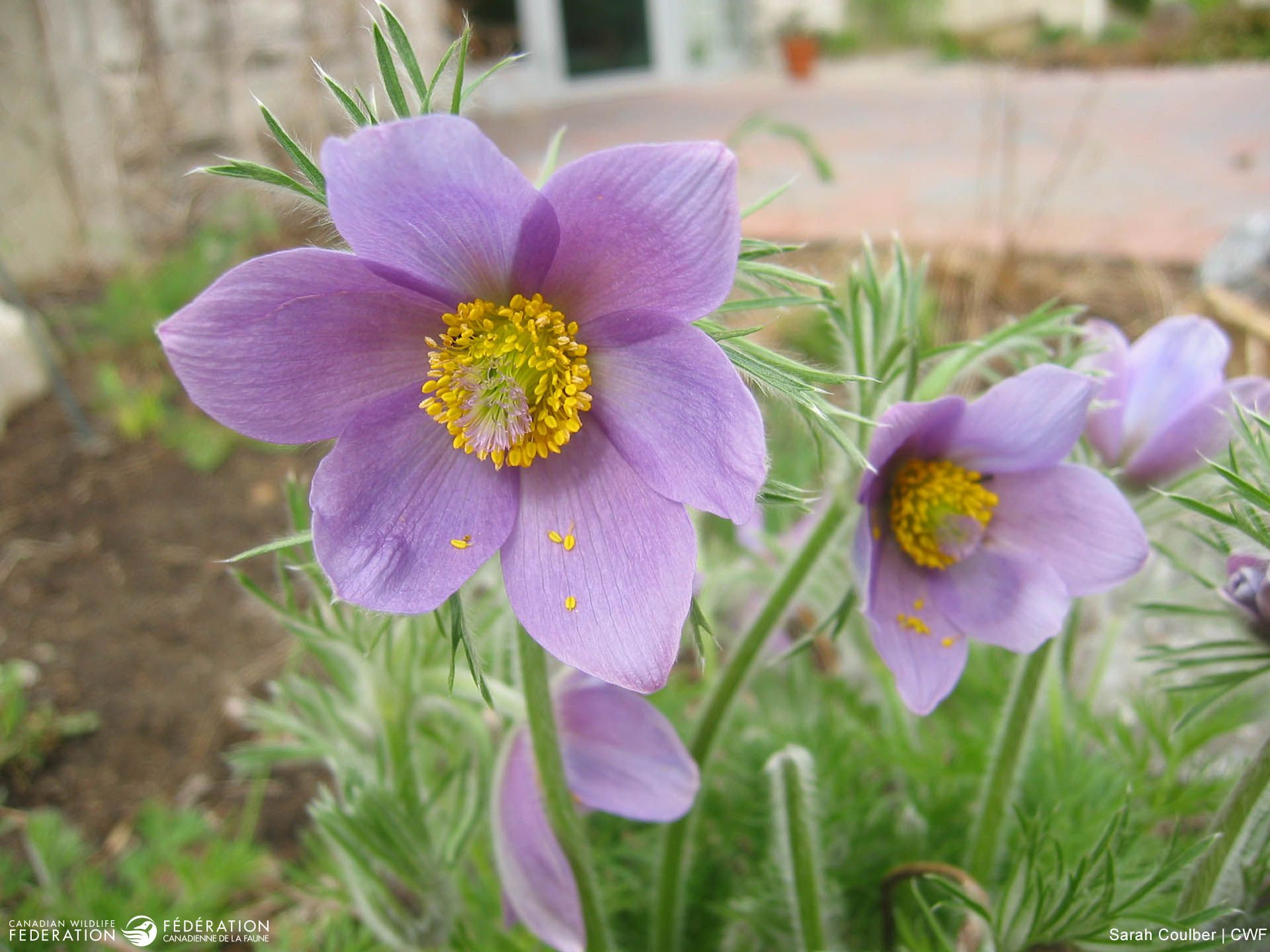 Early Spring Bloomers to Grow – Your Connection to Wildlife