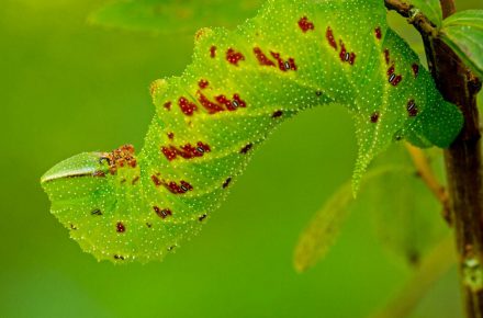 Sphinx aveugle au stade larvaire (Paonias excaecata) – Crédit photographique : Utilisateur d’iNaturalist @crgillette