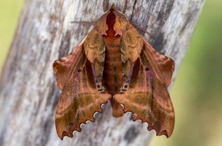 Sphinx aveugle au stade adulte (Paonias exaecata) – Crédit photographique : Edward Busby, Club de photographie de la FCF