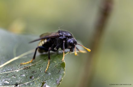 Tenthrède de l’orme au stade adulte (Cimbex americanus) – Crédit photographique : Clément Roy, Club de photographie de la FCF]