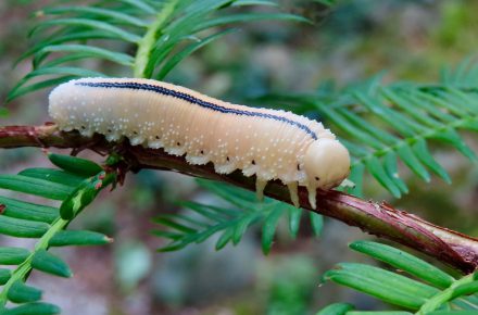 Tenthrède de l’orme au stade larvaire (Cimbex americanus) – Crédit photographique : Jadzia von Heymann, Club de photographie de la FCF