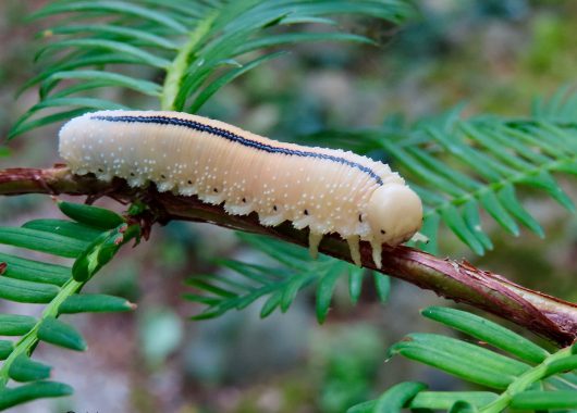 Tenthrède de l’orme au stade larvaire (Cimbex americanus) – Crédit photographique : Jadzia von Heymann, Club de photographie de la FCF