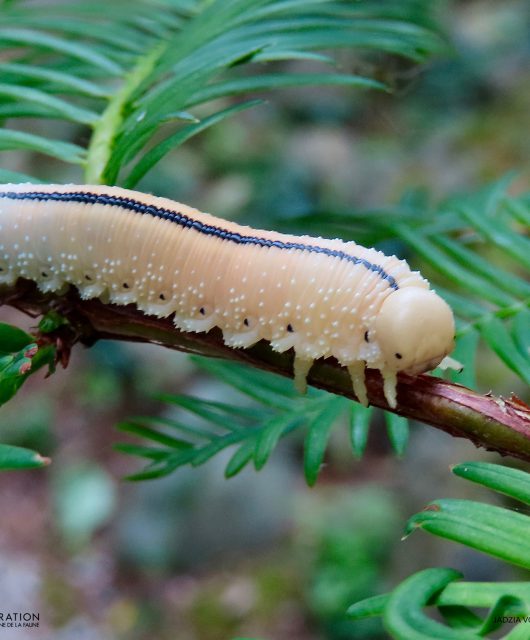 Tenthrède de l’orme au stade larvaire (Cimbex americanus) – Crédit photographique : Jadzia von Heymann, Club de photographie de la FCF