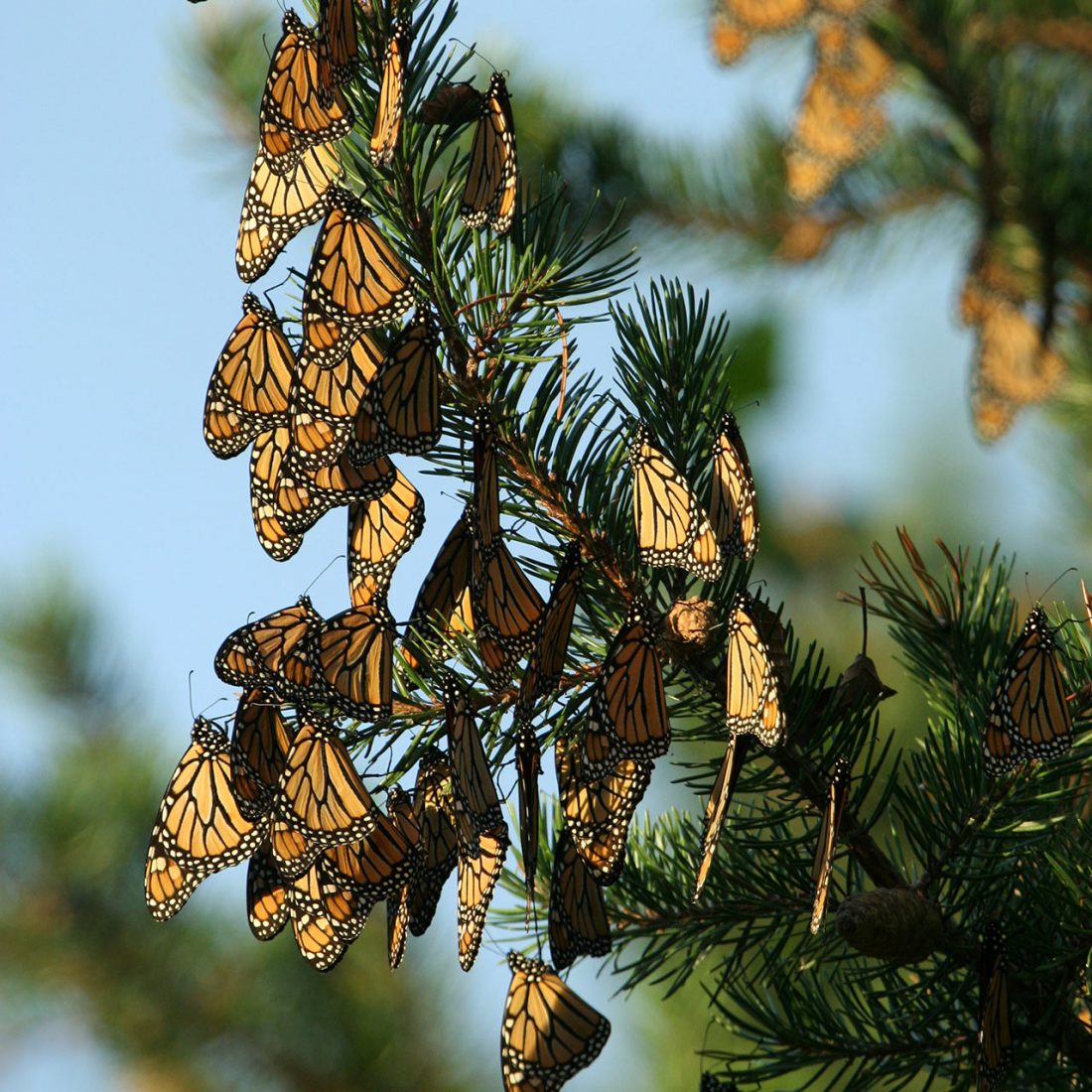 monarch butterlies on fir trees