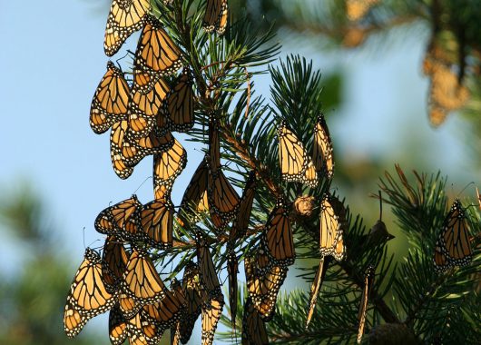 monarch butterlies on fir trees