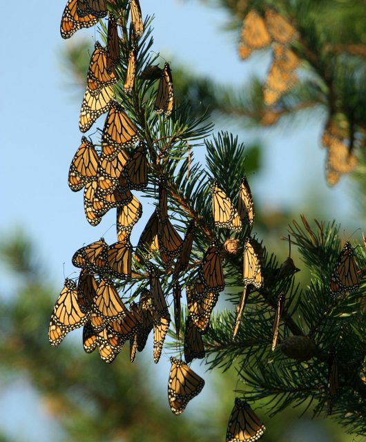 monarch butterlies on fir trees