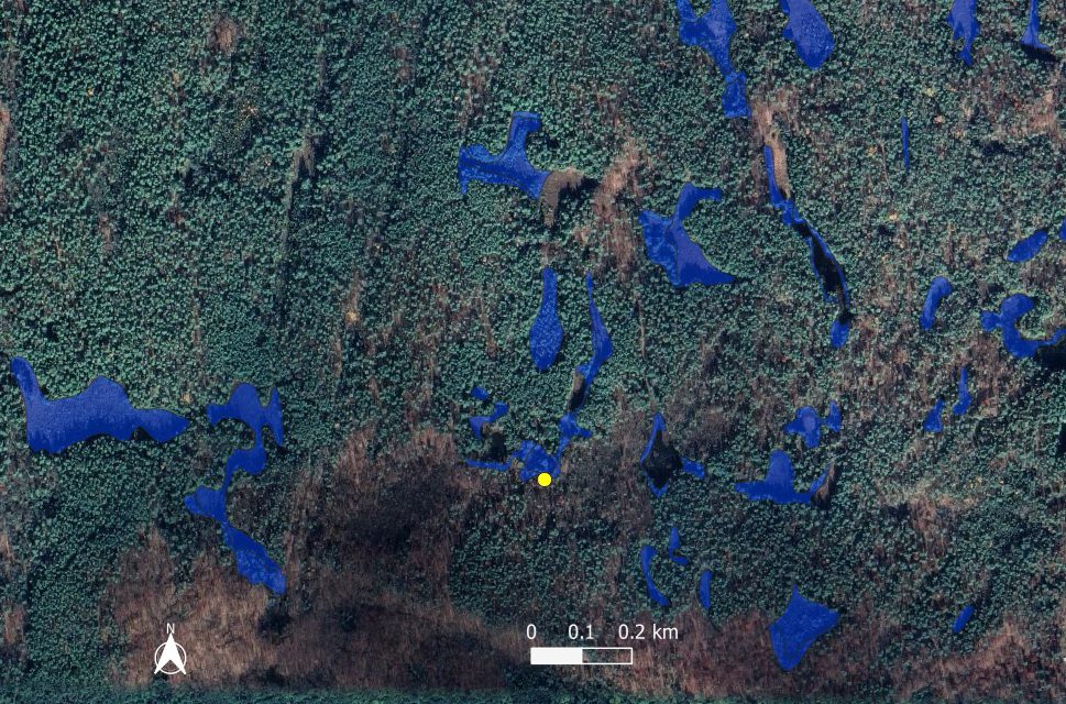 Aerial image showing wetlands (blue patches) and the location of a Blanding’s Turtle found by the CWF turtle team (yellow spot). Under the Endangered Species Act all of the wetlands in the image would be protected but under the much weaker Species Conservation Act only the wetland where we found the turtle would receive habitat protection.
