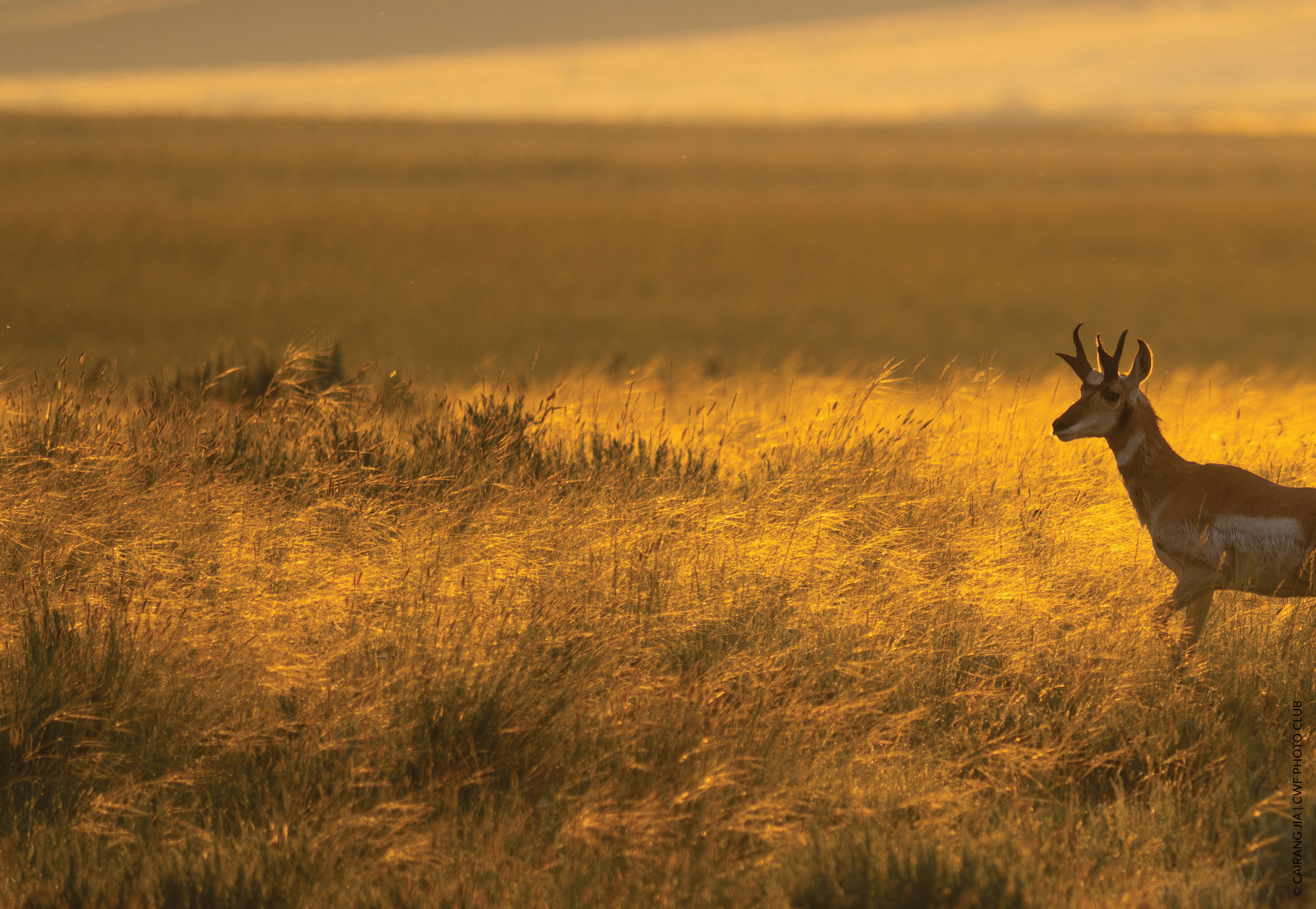 pronghorn-sunset-cairang-jia