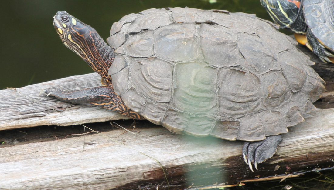 Tortue géographique Ouachita