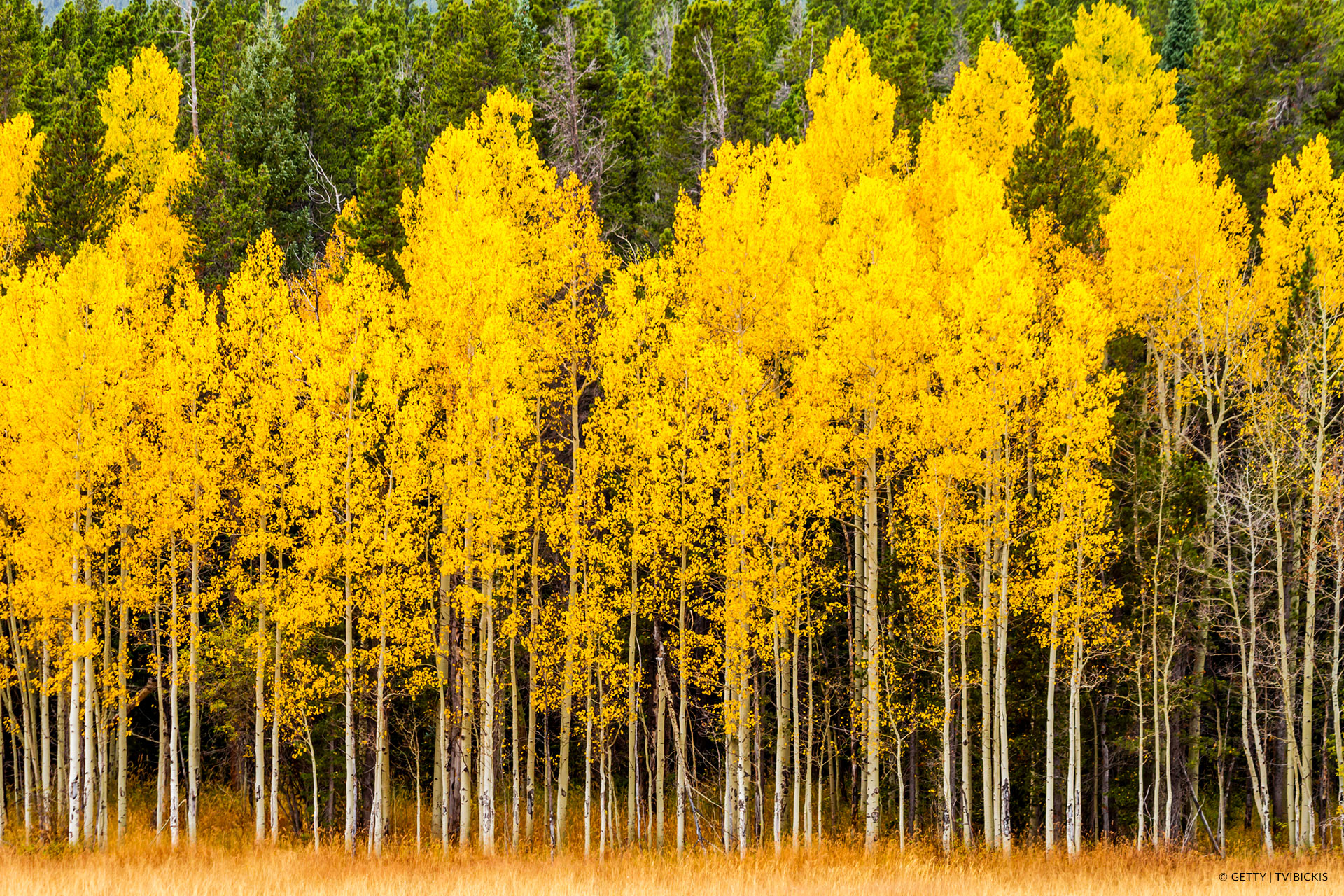 aspens