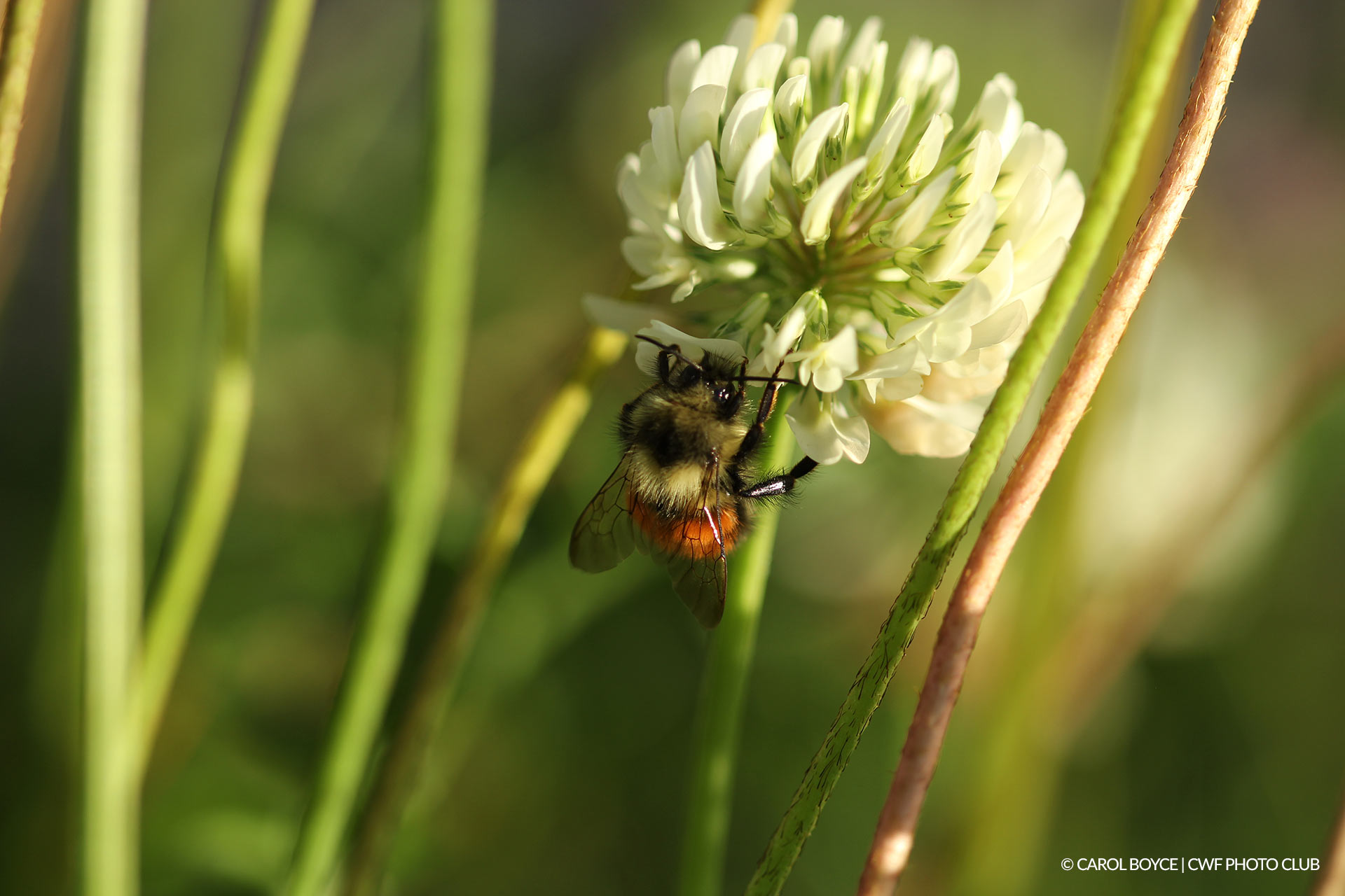 Hunt’s Bumblebee