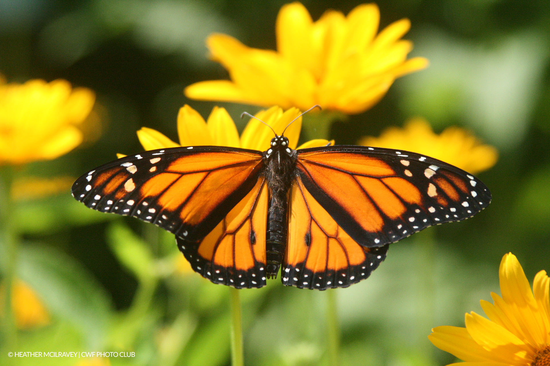Monarch Butterfly