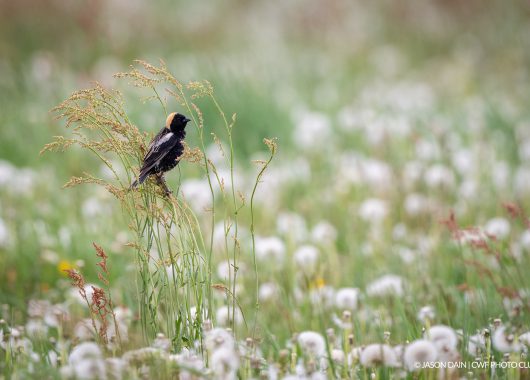 Bobolink