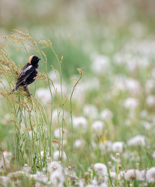 Bobolink