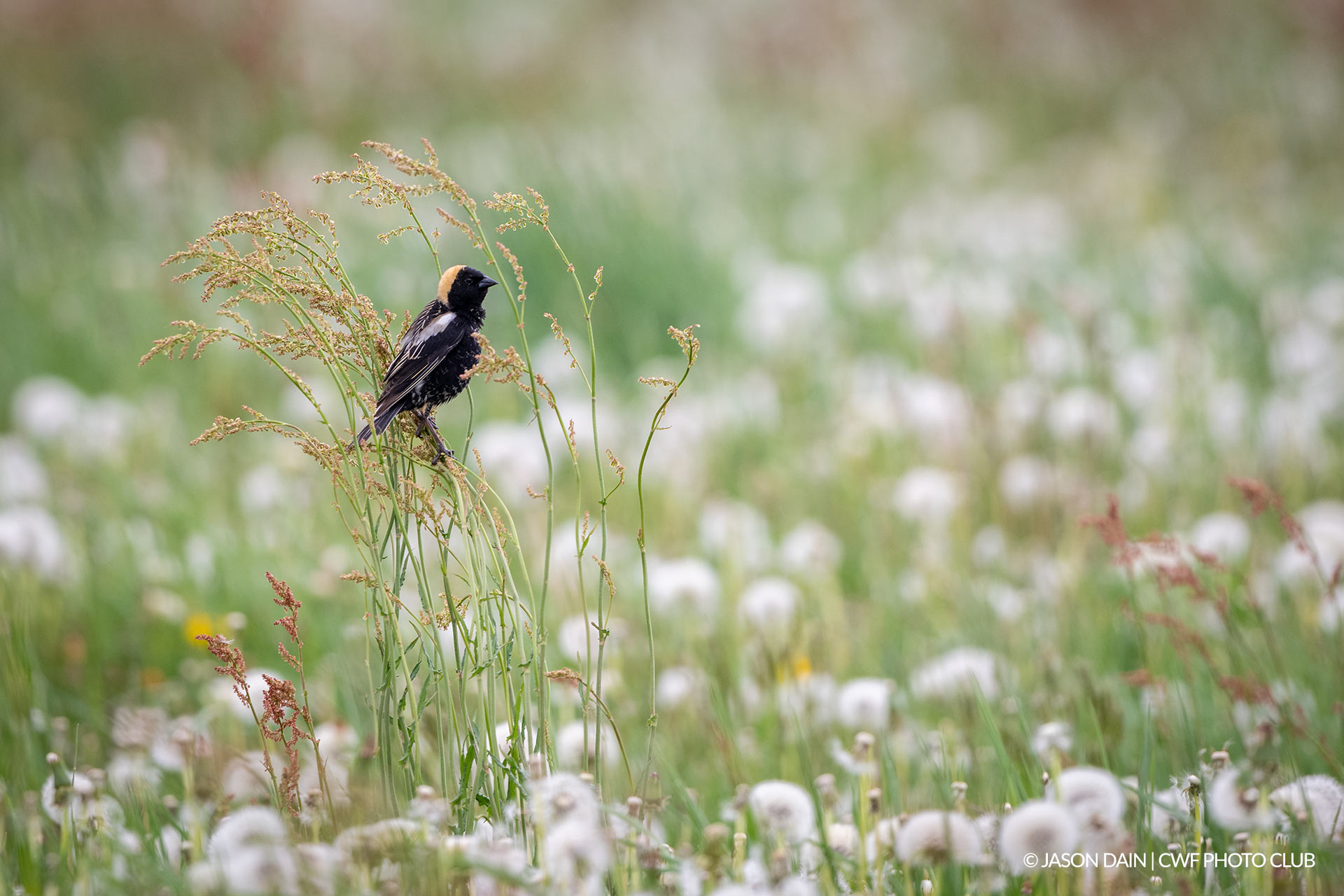 Bobolink