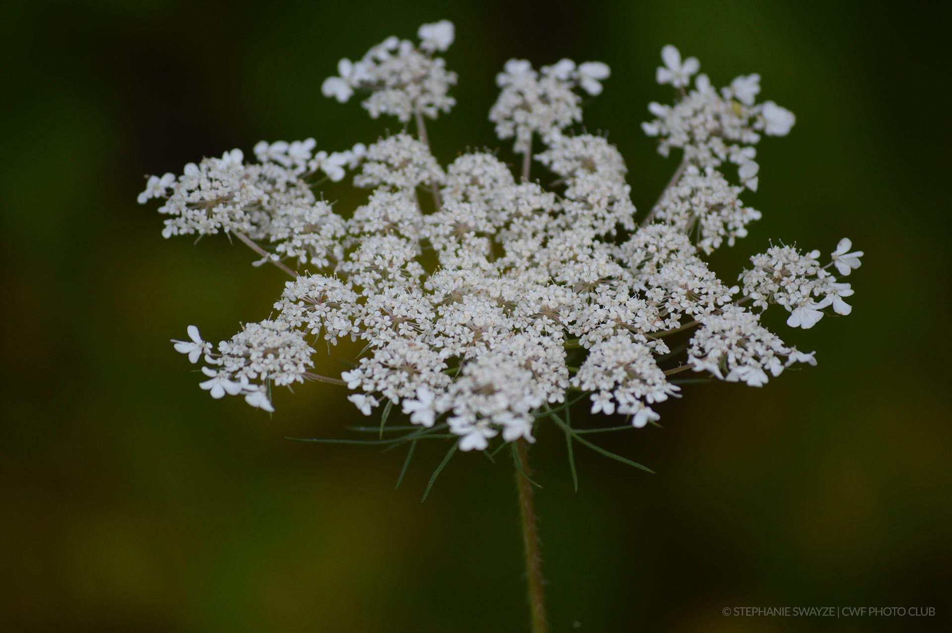 Queen Anne’s Lace
