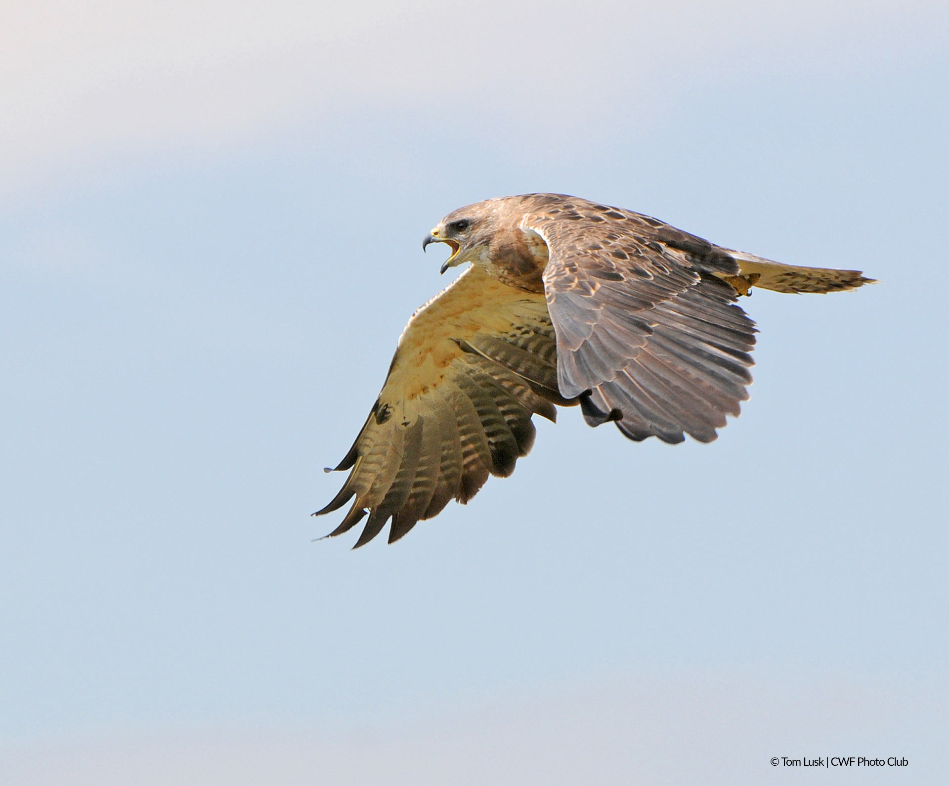 Swainson's Hawk