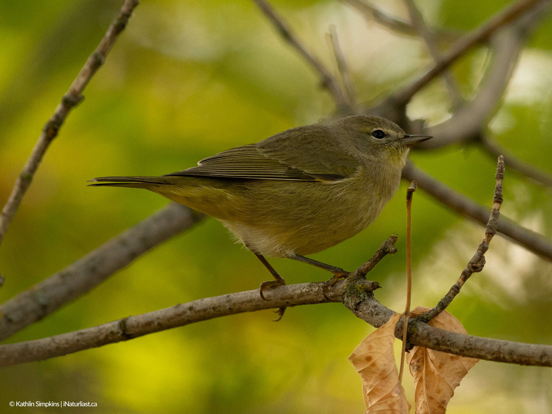 Orange-crowned Warbler