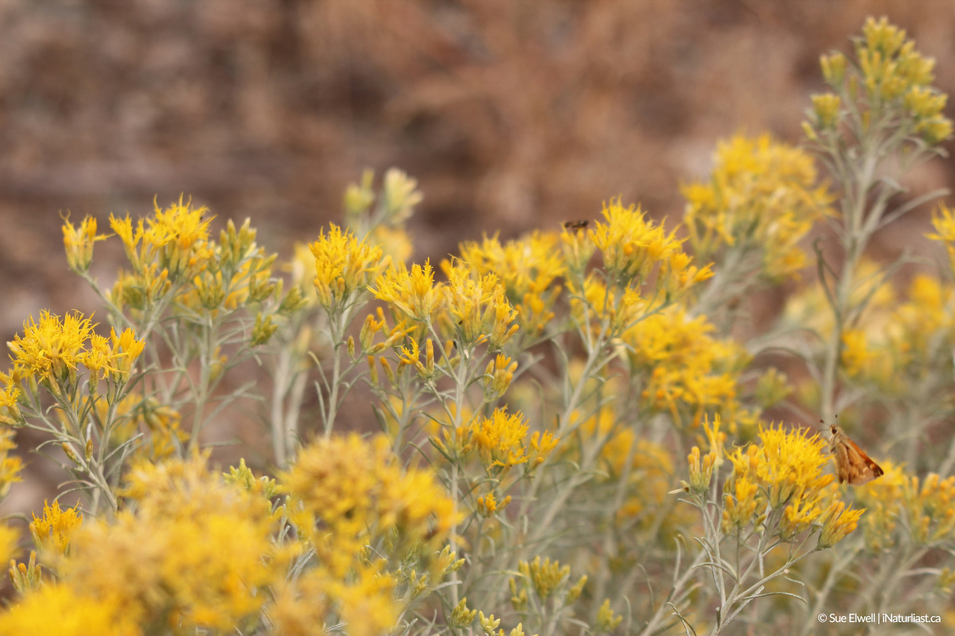 Rubber Rabbitbrush