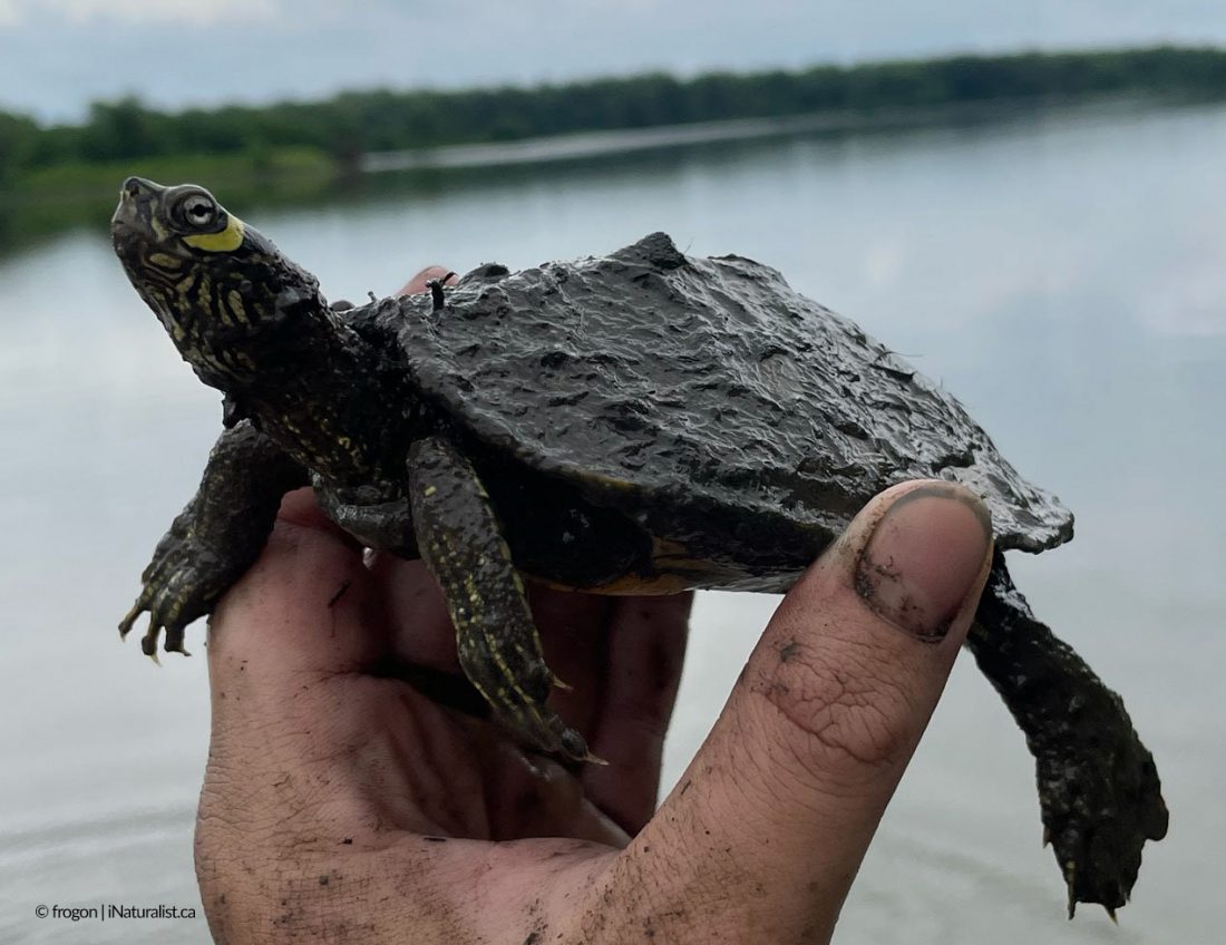 Tortue géographique Ouachita