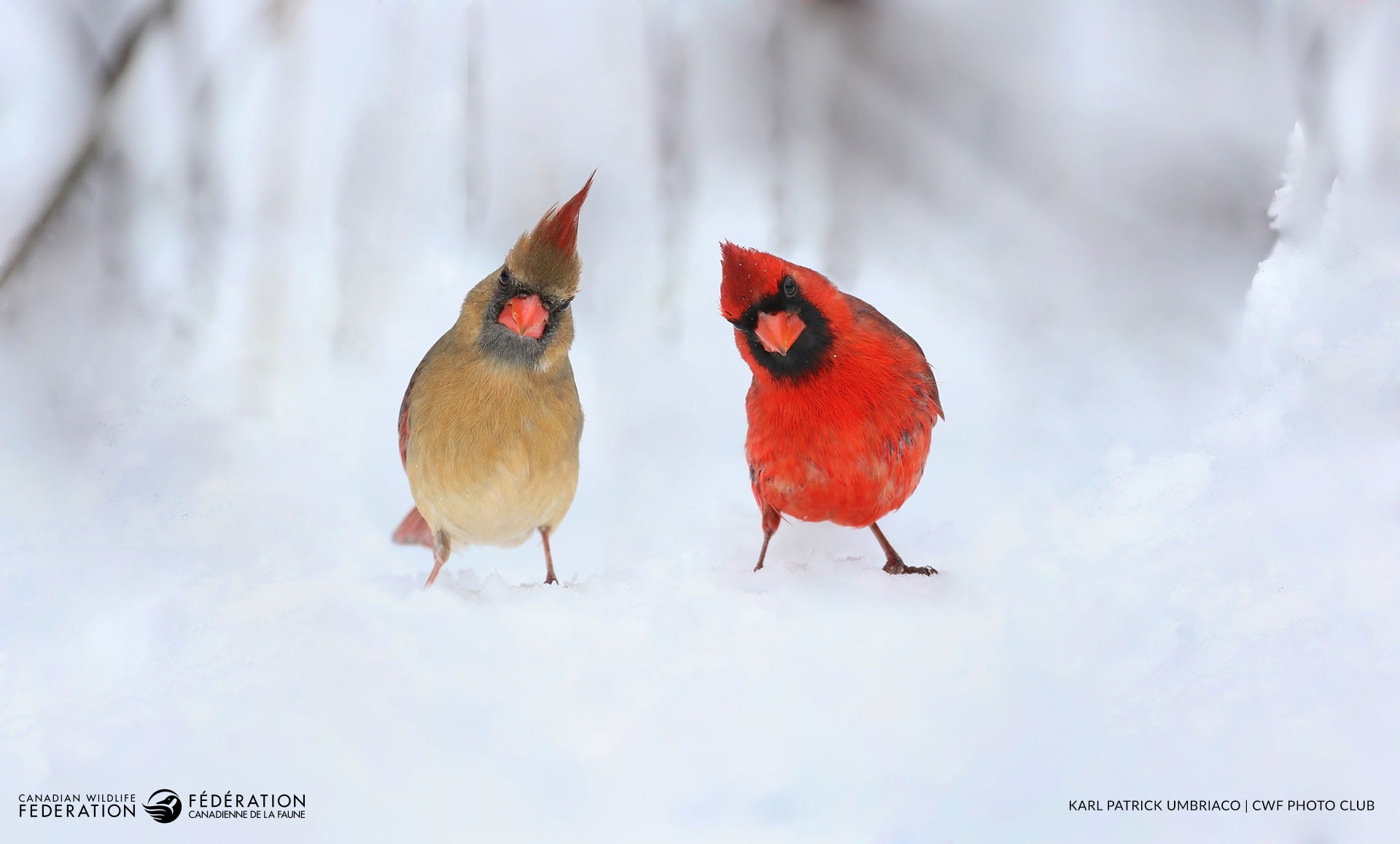 01_JAN_Cardinals_karl-patrick-umbriaco