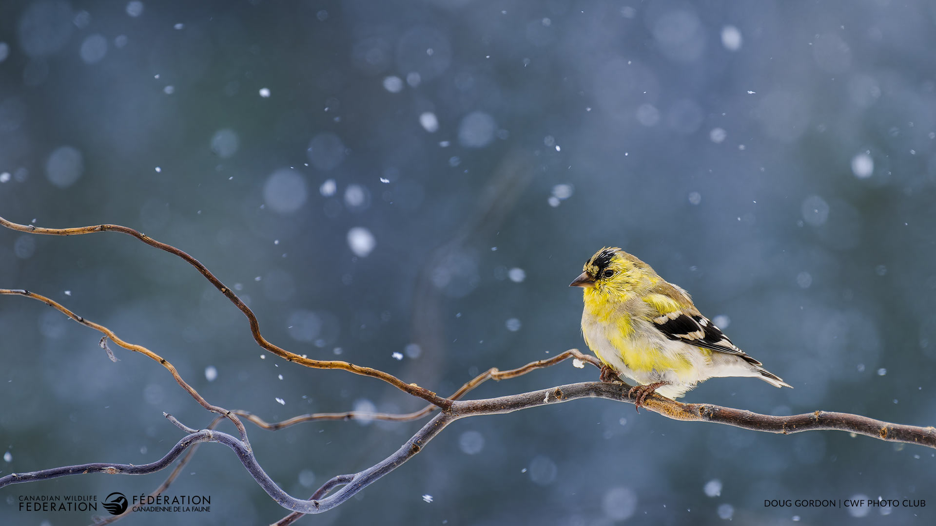 03_MAR_Goldfinch_Doug-Gordon