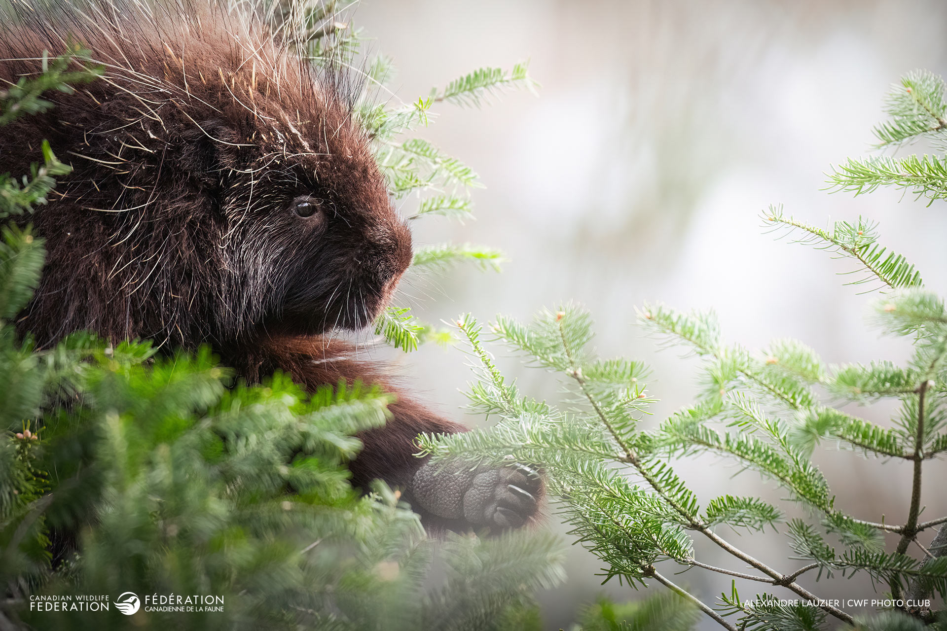04_APR_Porcupine_Alexandre-Lauzier