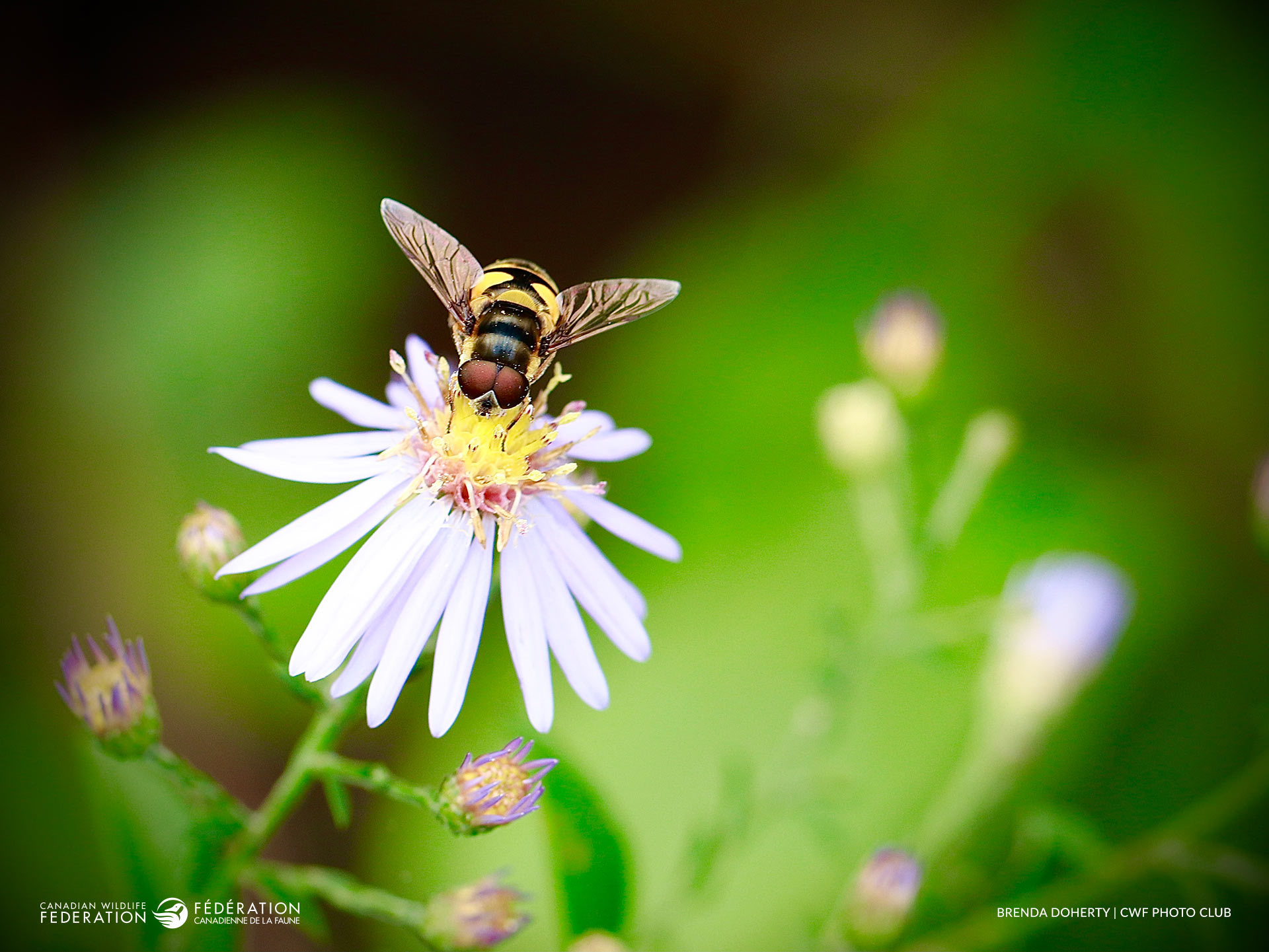 05_MAY_Hoverfly_ON_BRENDA-DOHERTY