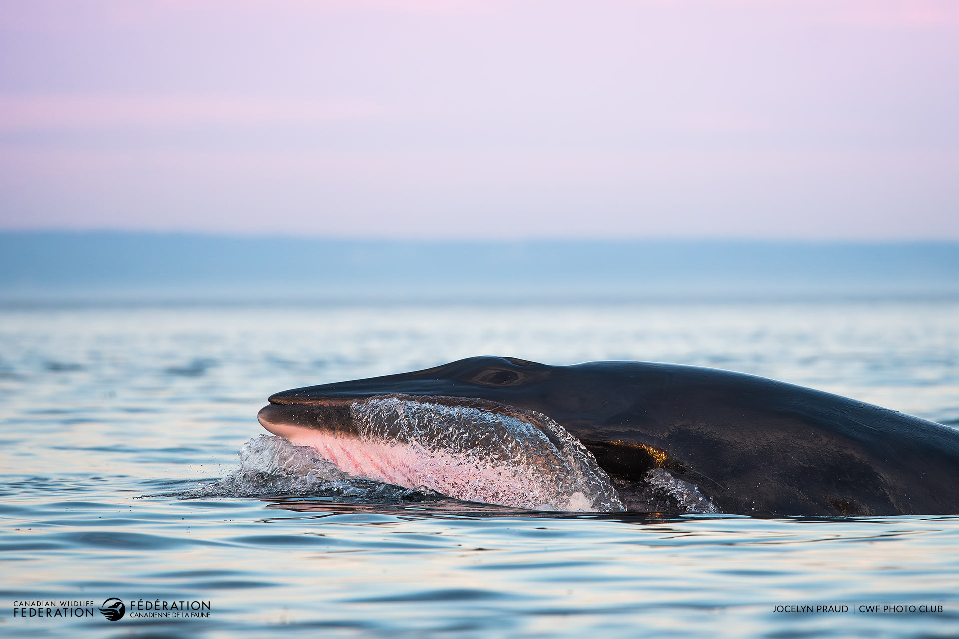 06_JUN_MinkeWhale_Jocelyn-Praud