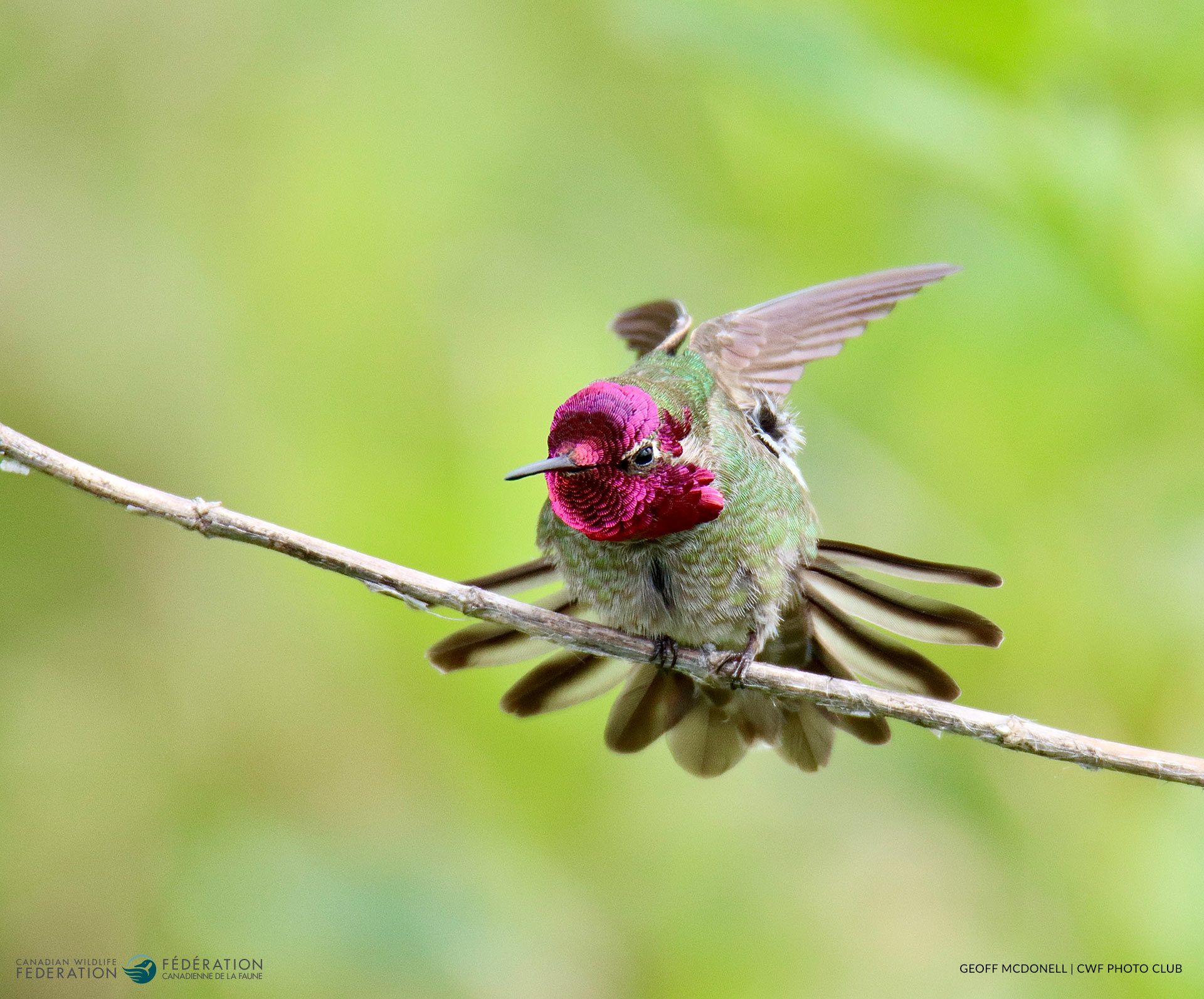 07_JUL_AnnasHummingbird_Geoff-McDonell