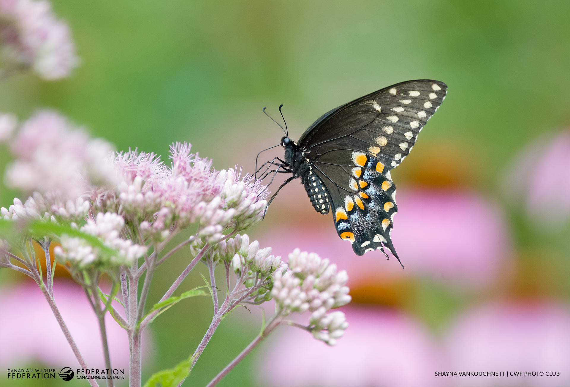 08_AUG_BlackSwallowtail_ON_Shayna-Vankoughnett