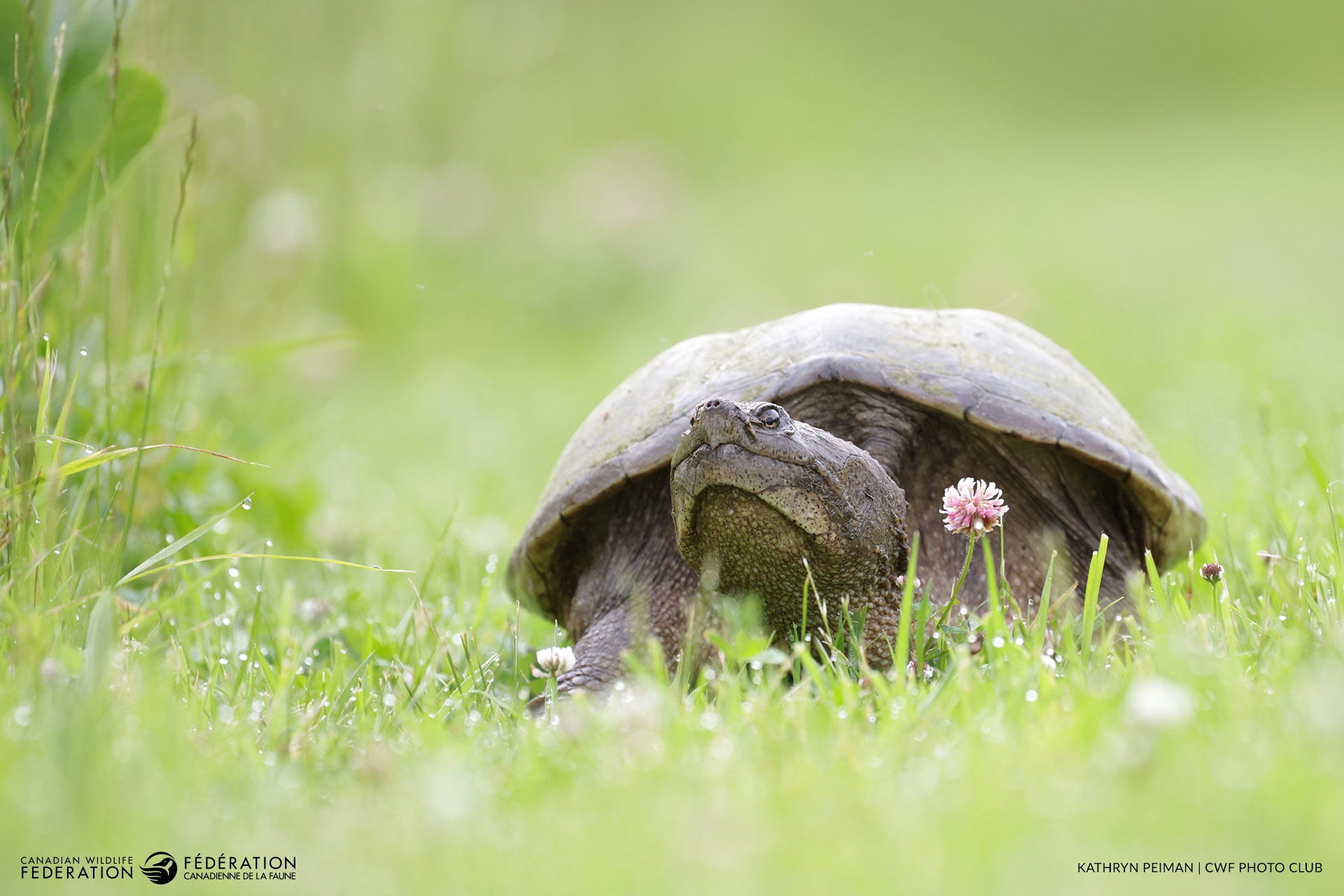 09_SEP_SnappingTurtle_Kathryn-Peiman