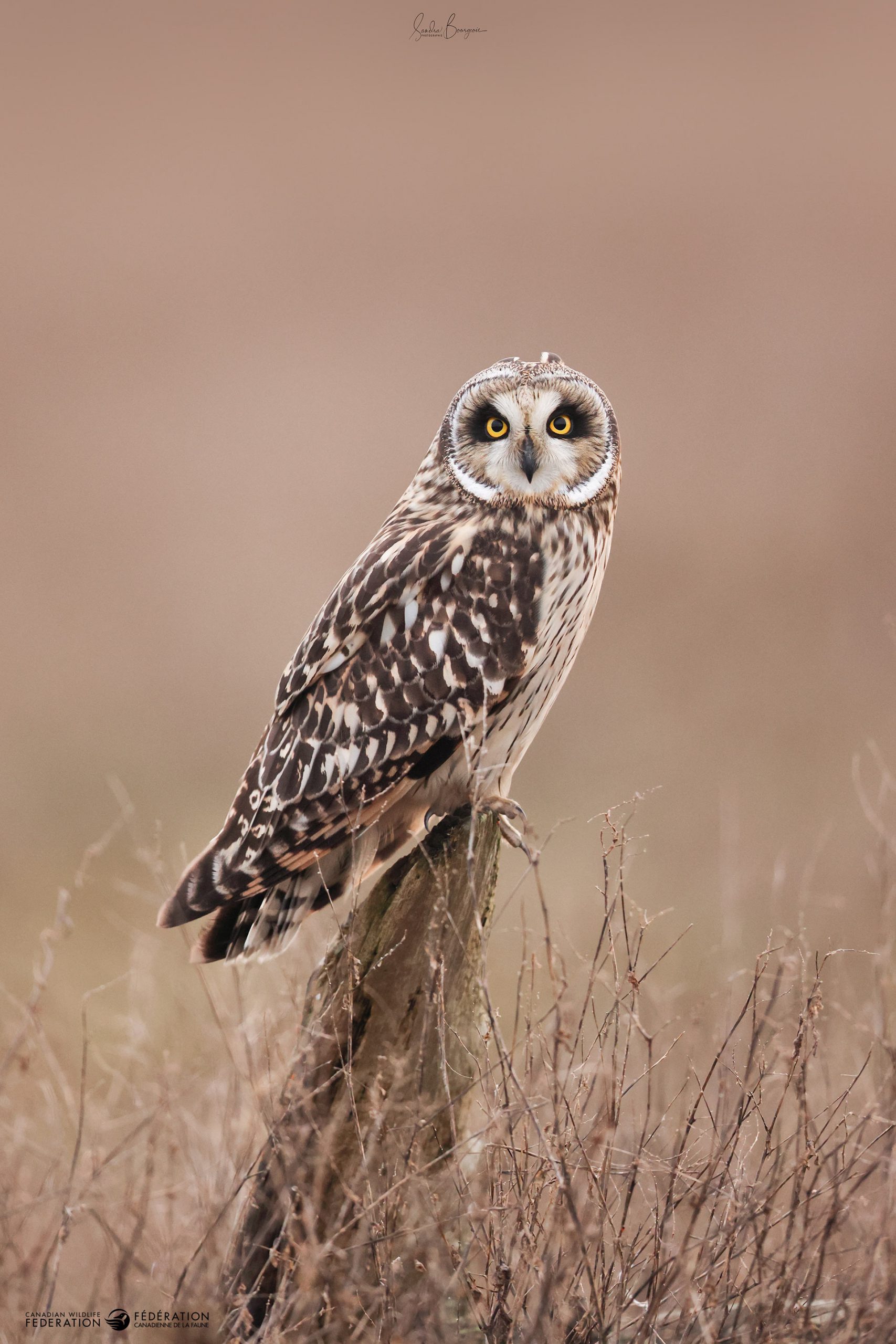 11_NOV_owl-Hibou_des_marais_Sandra-Bourgeois