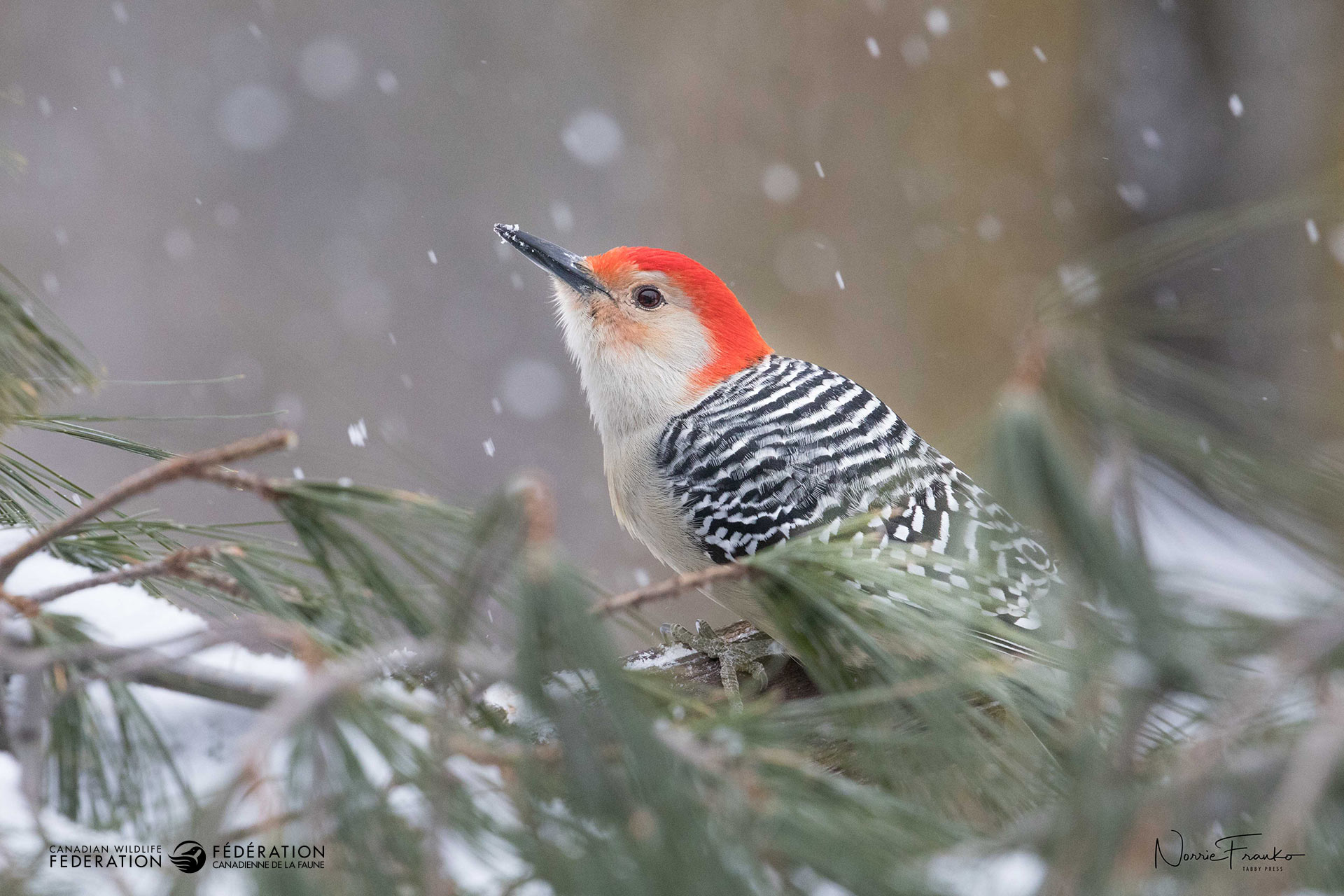 12_DEC_Woodpecker_ON_Norrie-Franko