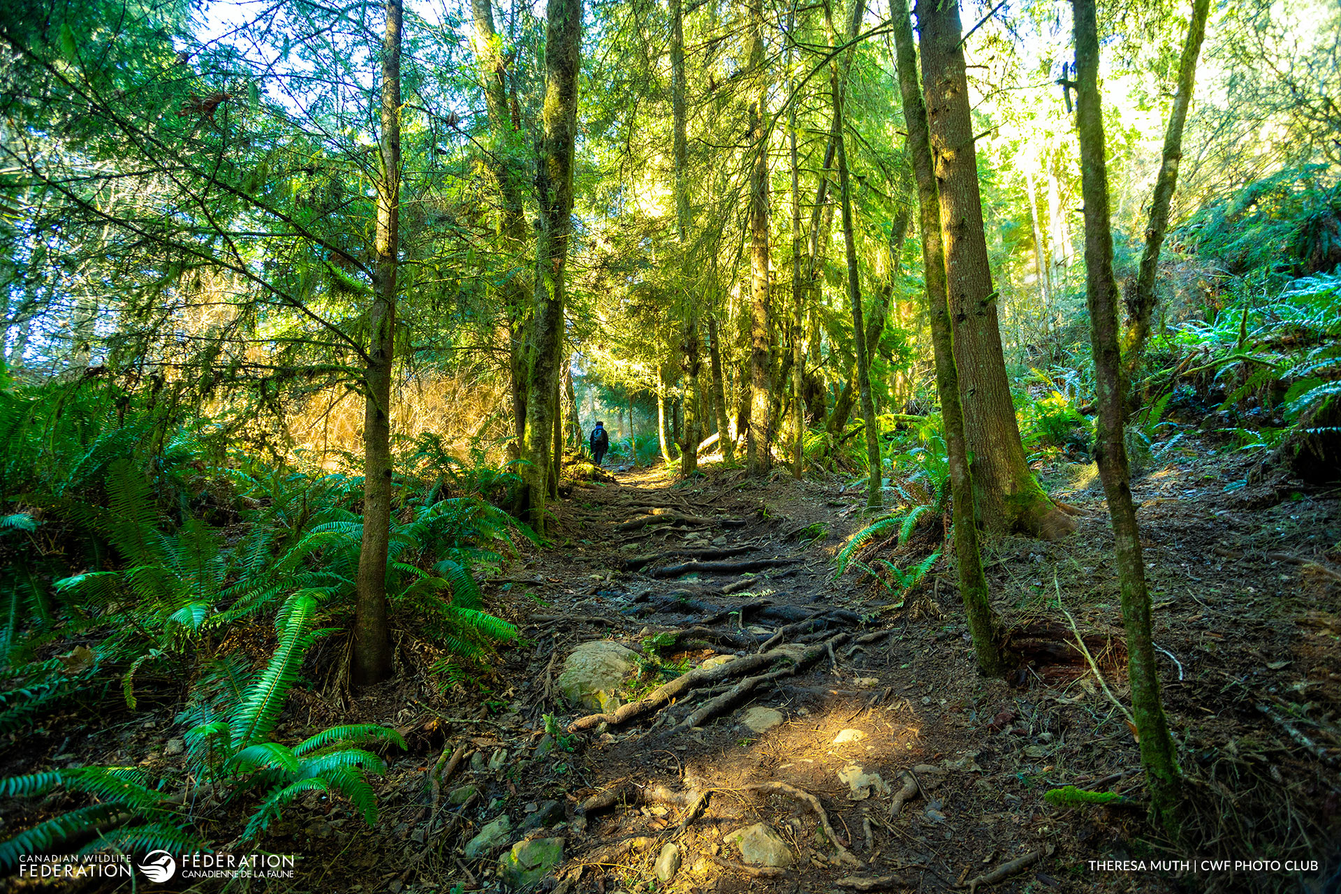Hiking_Along_the_Iron_Mine_Trail_Theresa-Muth