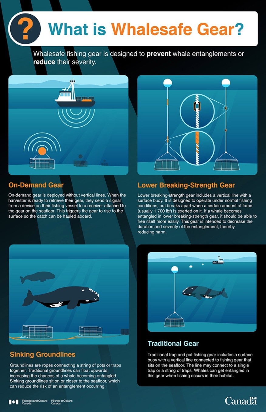 whale safe gear infographic