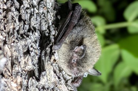 Tagged Little Brown Bat