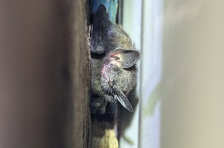 Little Brown Bat