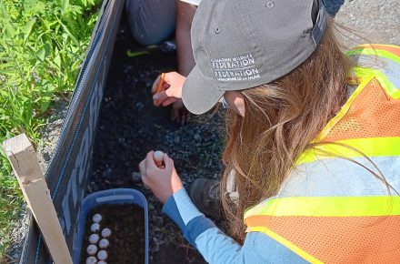 Collecting Snapping Turtle eggs from a road construction area for incubation.